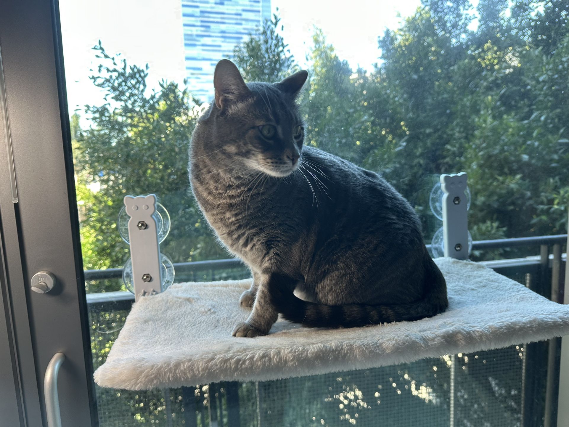 🐾 Cat Window Perch 🐾