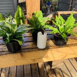 Price is each—Live indoor Crocodile 🐊 fern plant in a plastic nursery pot—firm price