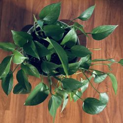 ❤️🍃 Pothos Life Healthy Plant On Sale  🍃❤️
