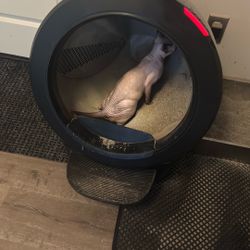Litter robot 4 