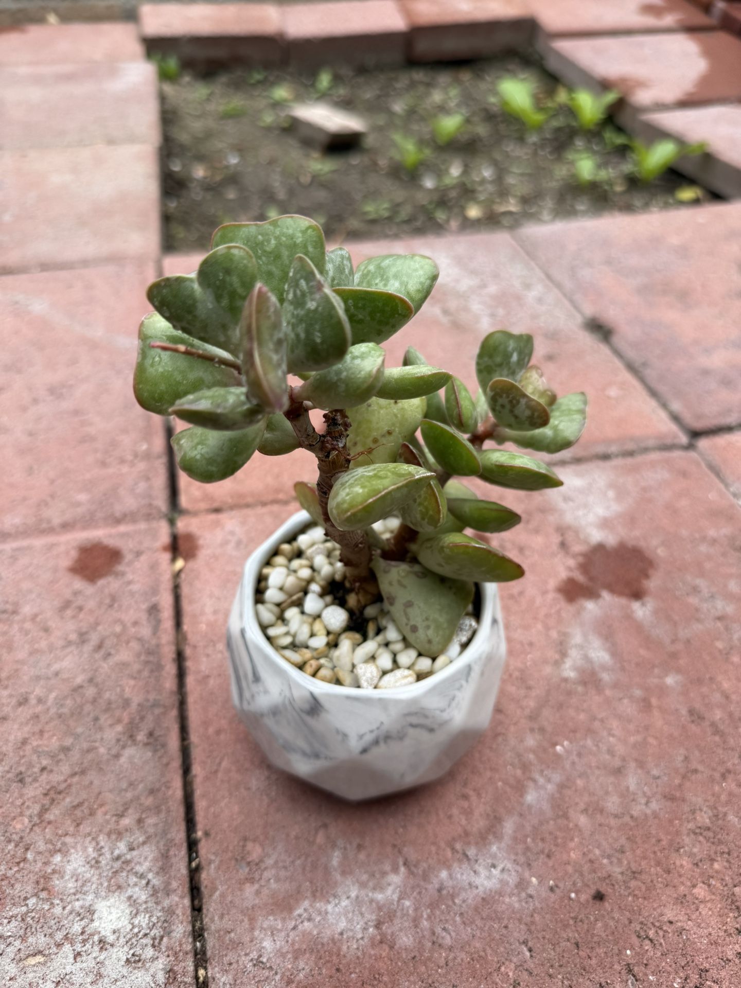 Calico Hearts plant .. in ceramic pot