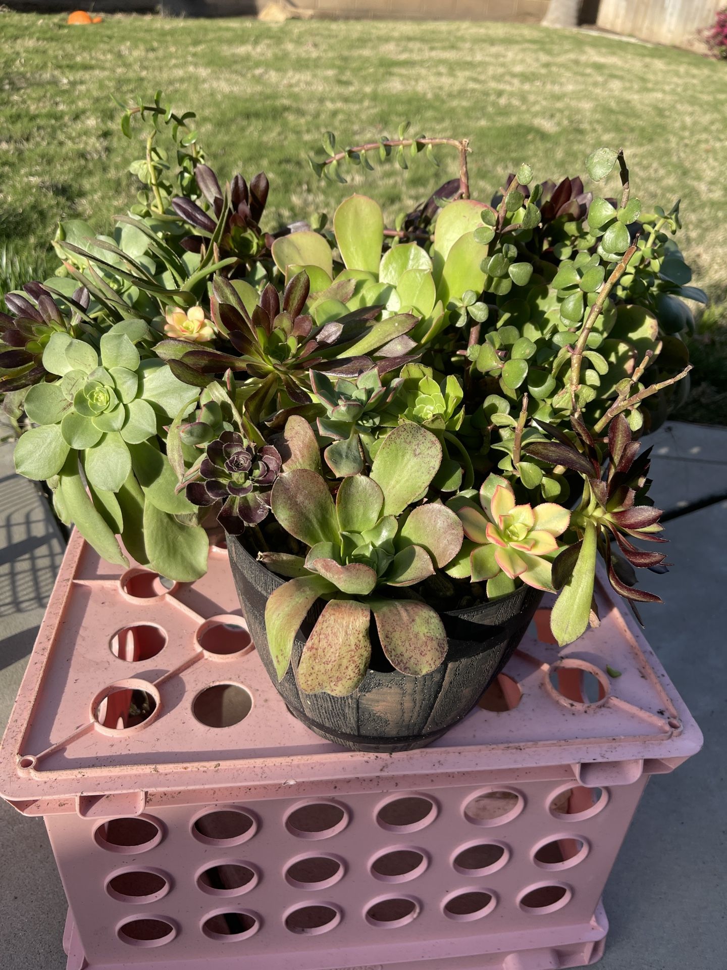 Succulent $15 Each