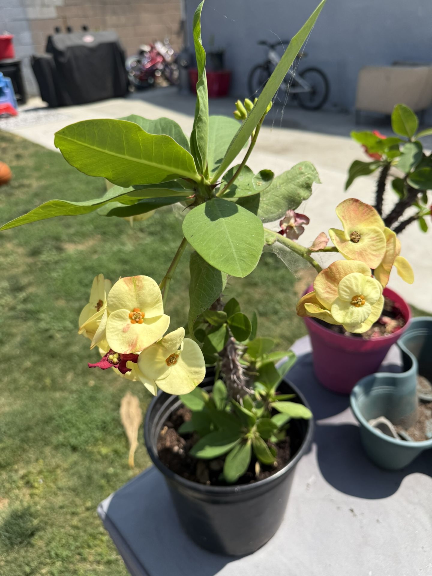 Corona De Cristo (yellow)