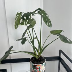Plant 