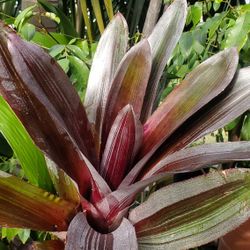 Aechmea Birdrock Bromeliad Tropical Plant