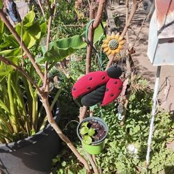 Creeping Charlie Plant 