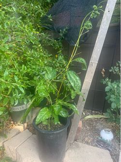 passion fruit plant in 5 gallon pot