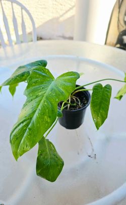 Philodendron golden dragon plant