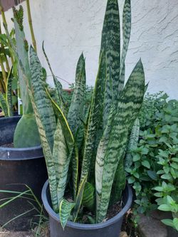 Big Snake Plant