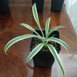 Spider Plant