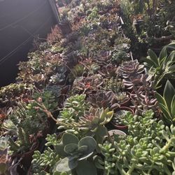 Echeverias & Succulent 