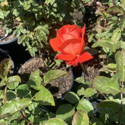 Rose Bush