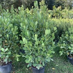 Clusias over 5 Feet tall full green ready for planting same day transportation