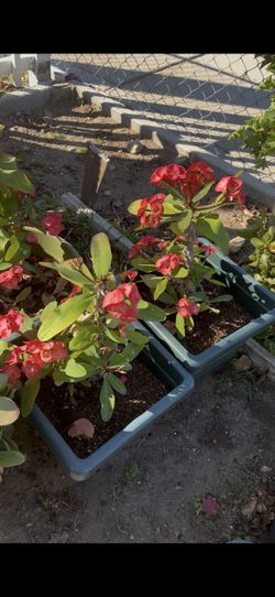 Plants and fruits trees