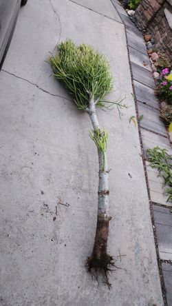 Big mature Euphorbia Pencil Cactus plant