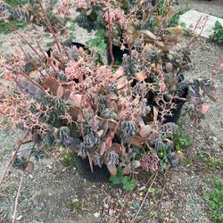 Kalanchoe Plants