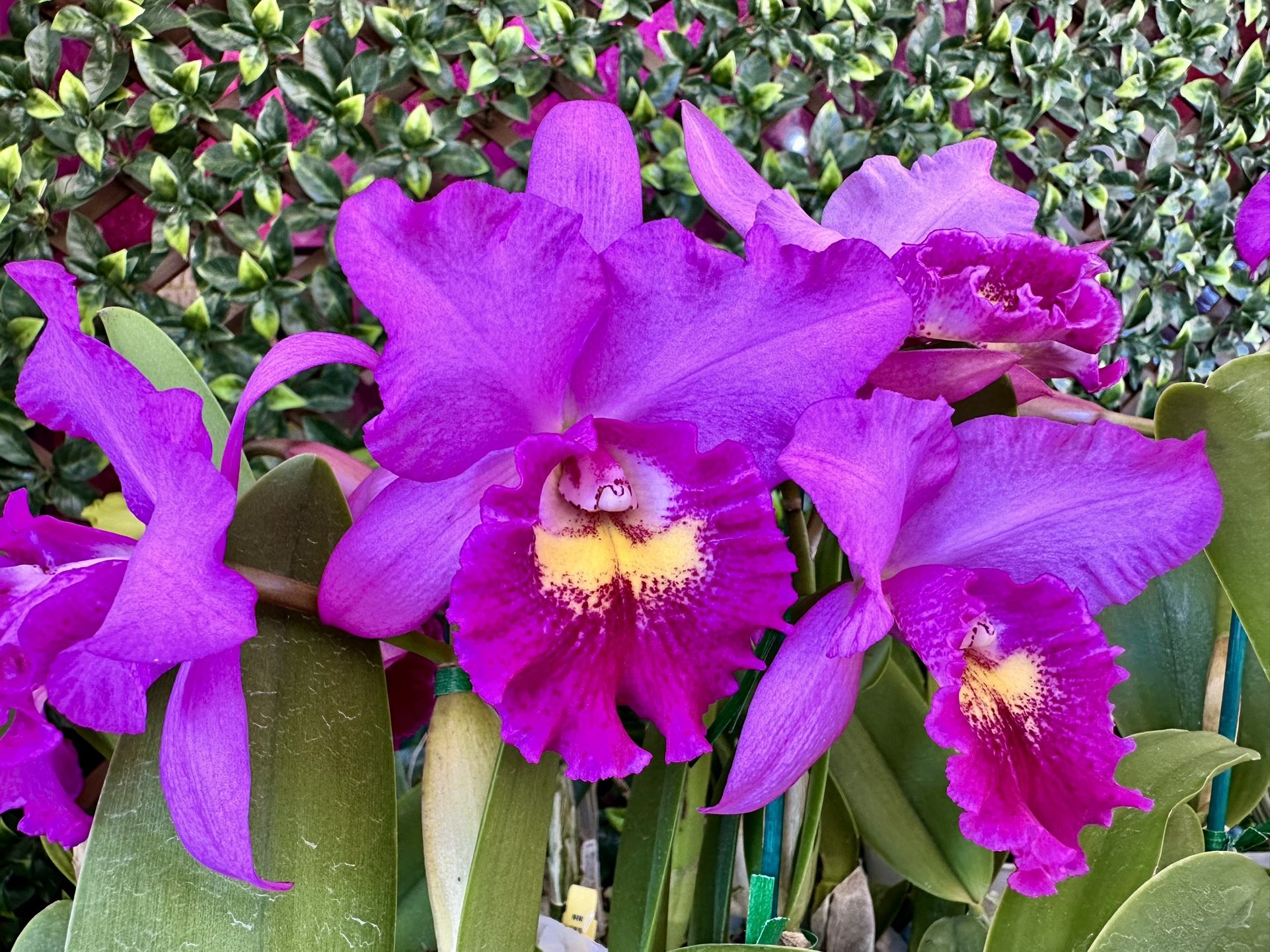 Cattleya Orchids, Fragrant Orchid 