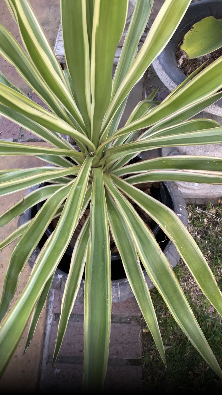Yucca Eclipse Plants