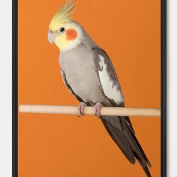 Cockatiels Picture Frame