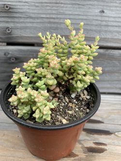 Crassula Tom Thumb Succulent