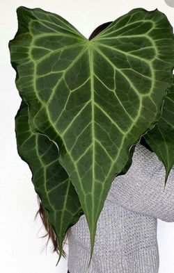 4” anthurium delta force first picture for reference