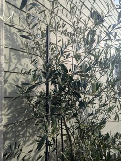   Tree Organic Olive  Price Negotiable 