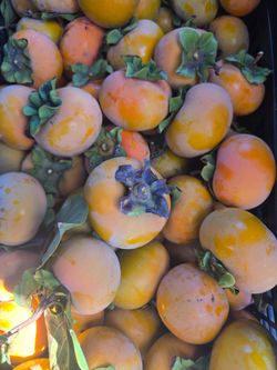 Fresh Persimmons