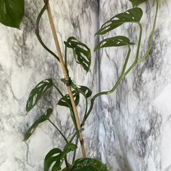 HERMOSAS PLANTAS NATURALES “SWEET CHEESE PLANT 