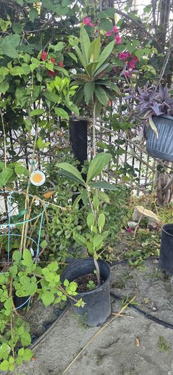 Nispero, Loquat Plant