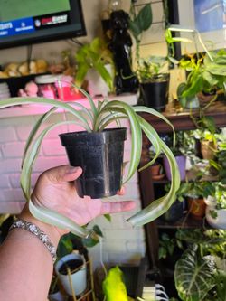 Spider plant bonnie