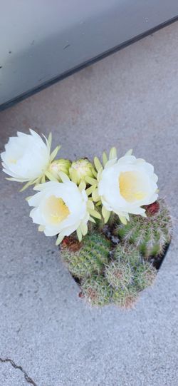 Blooming Cactus 