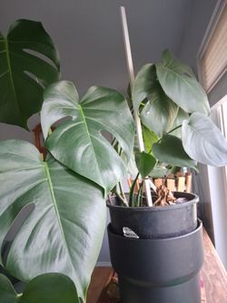 Monstera  in 2 gallon pot