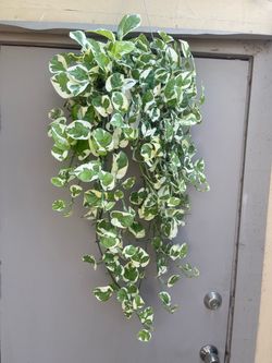 Pothos N Joy Trailing House Plant 6” Hanging Pot