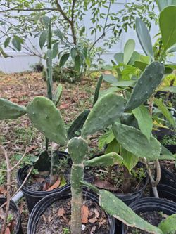 Potted Prickly Pear Cactus Plant