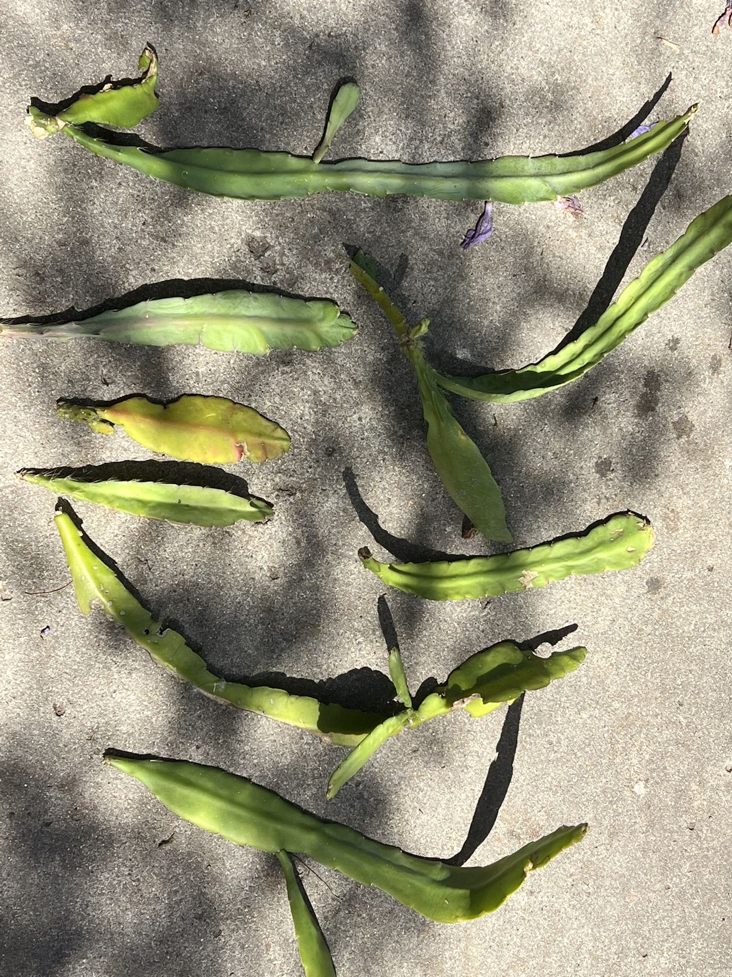 Plant Cuttings