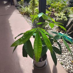 Money Tree Plant 