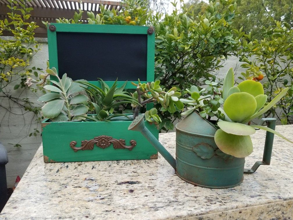 Fairy Gardens & Succulents