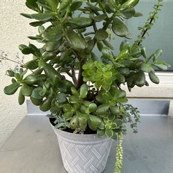 Assorted Succulent Plants