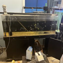 55 Gallon Full Set Up 