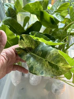 Philodendron Burle Marx Mint
