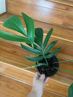 Dragons Tail decursiva plant