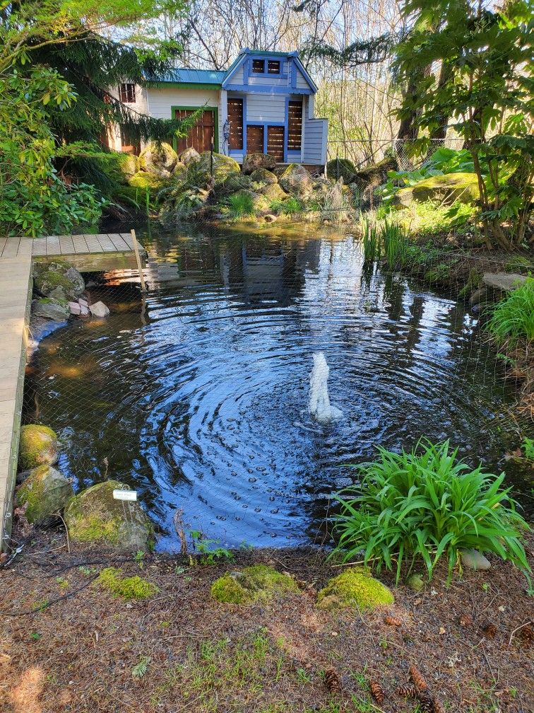 Koi And Goldfish, Koi And Goldfish Sanctuary