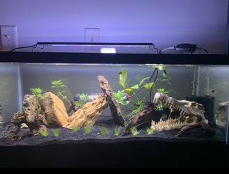 20 gallon long fish tank