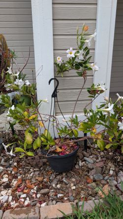 Potted plant