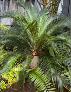 Large King Sago Palm in Pot