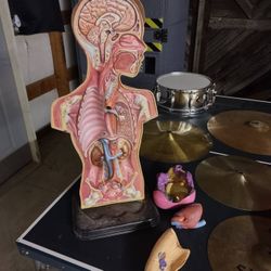 Hubbard Scientific Boy Anatomical Model Life Sized

