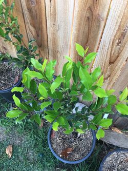 Prunus caroliniana 5 gallon