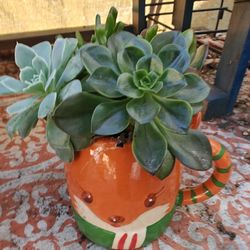 Cute Pots With Succulents 