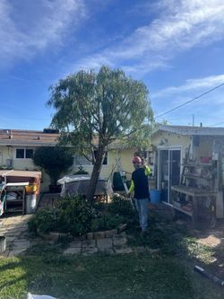 Tree  Trimmer 