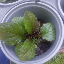 Plant $8